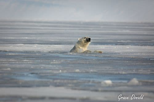 Secret Atlas Reviews