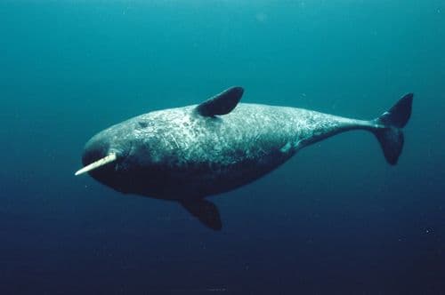 Narwhal