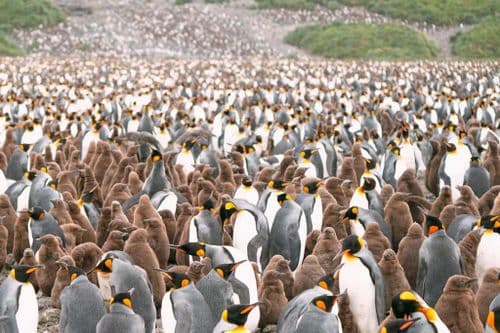 South georgia explorer