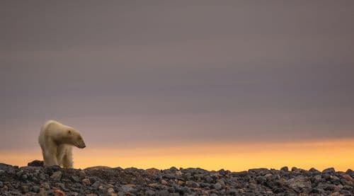 AE Expeditions Polar Bear