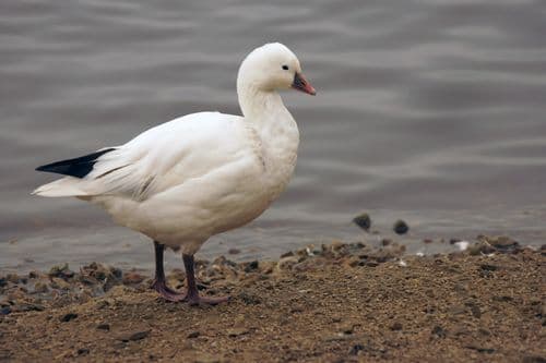 Ross's Goose