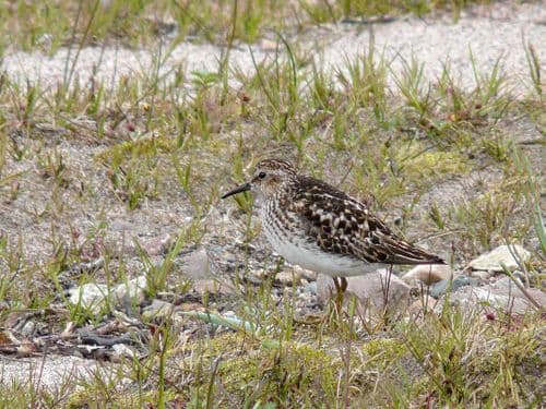 Least Sandpiper - Bathurst Inlet