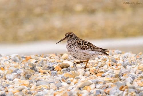 Purple Sandpiper (Calidris maritima) summer plumage adult