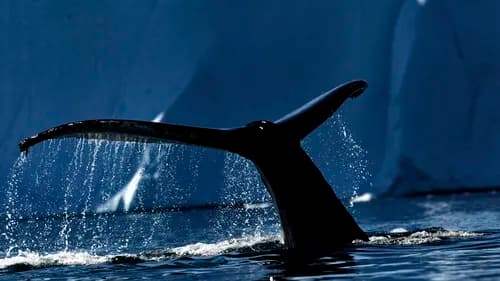 Into the North West Passage