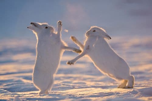 Winter in Kangerlussuaq