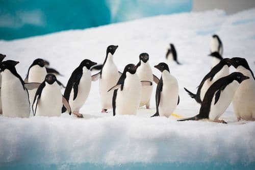 Aurora Expeditions Silver Earle _ Across the Antarctic Circle