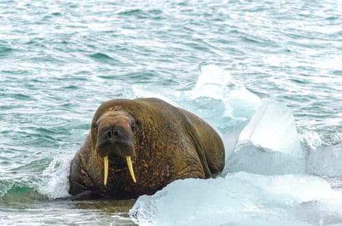G Expedition Arctic Svalbard
