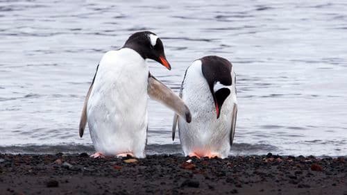 Albatros Expeditions Falkland Islands, South Georgia, Antarctica