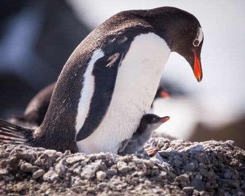 Quark Expeditions - Antarctica