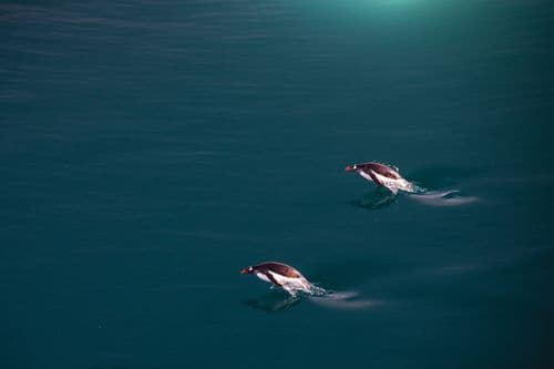 Silversea Antarctica Photos