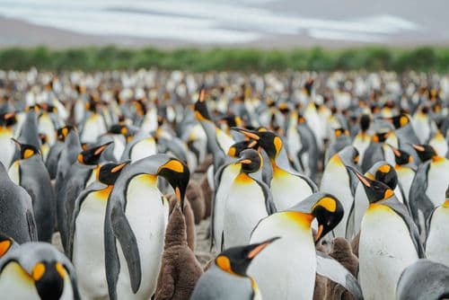 south georgia explorer
