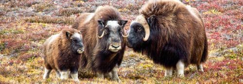 Ocean Atlantic Greenland National Park