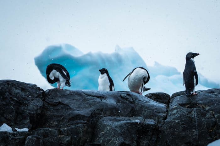 East Antarctica - Aurora Expeditions