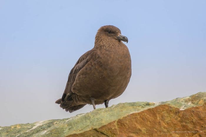 South Shetland Islands