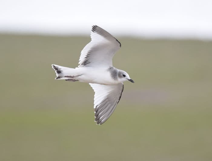Sabine's gull