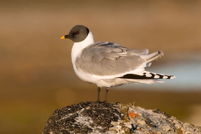 Sabine's gull