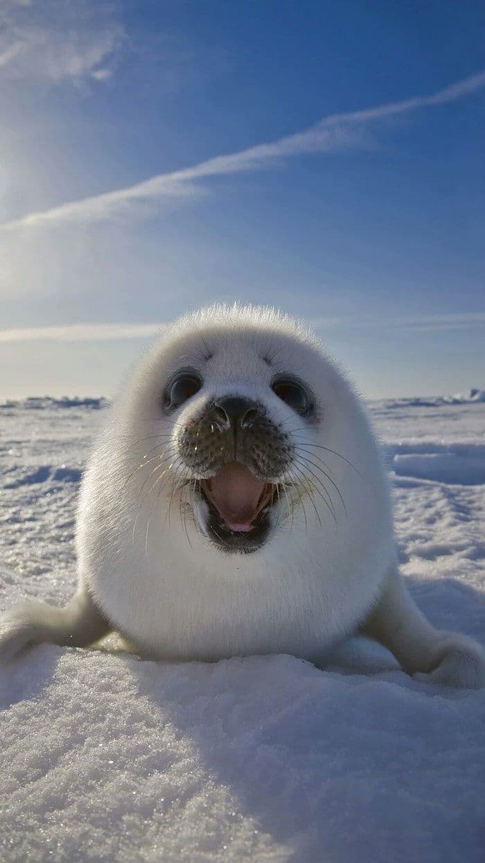 Harp Seal