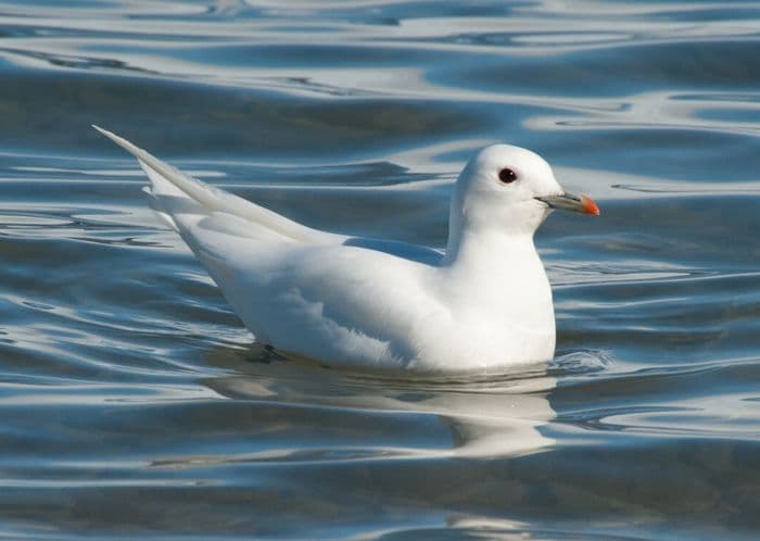 Ivory gull