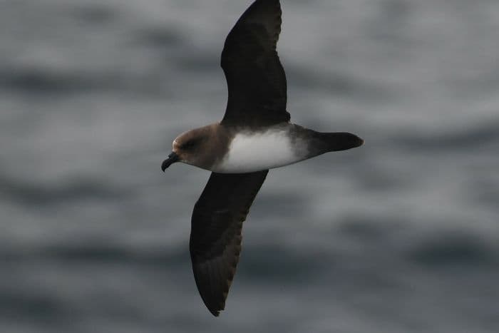 Atlantic Petrel