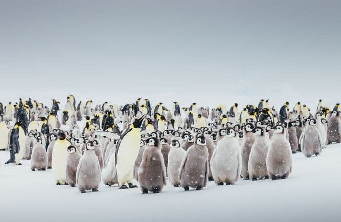 Emperor Penguin Quest Snow Hill  Quark Expeditions