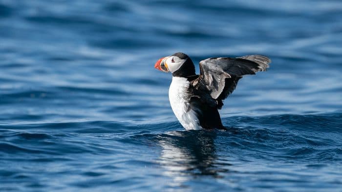 Jan Mayen Aurora Expedition