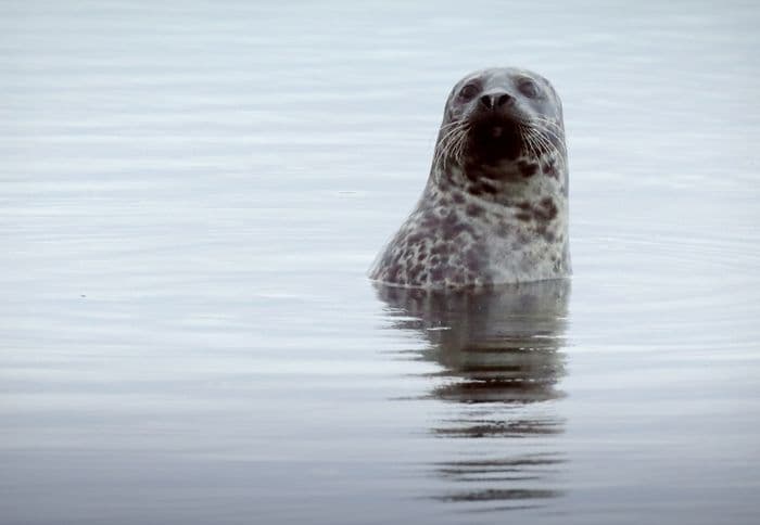 The Seal of Approval