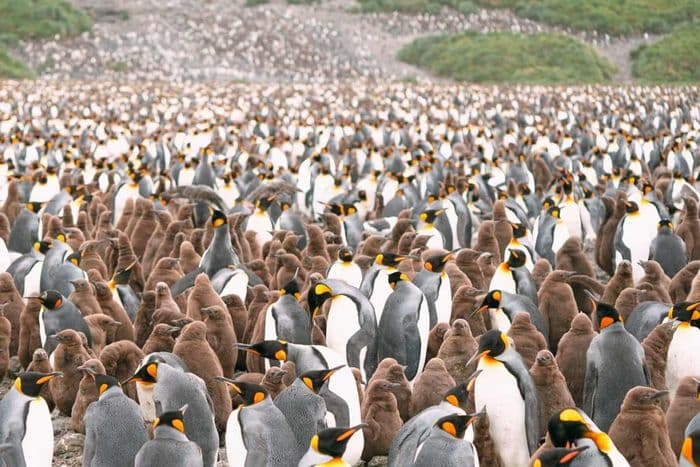 South georgia explorer