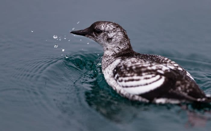 Quark Expeditions_ Best of the Western Arctic