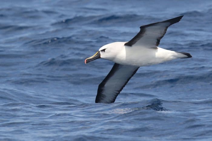 Ocean Endeavour Antarctica Peninsula Photos