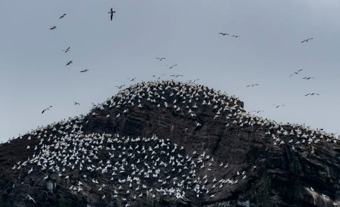 Albatros Expedition circumnavigating Iceland