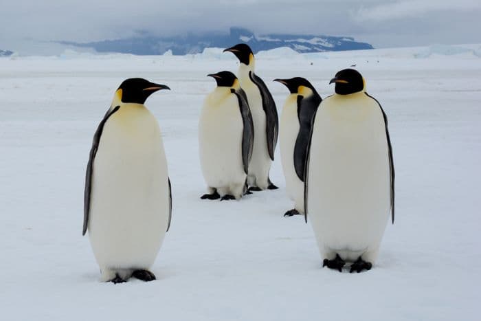 Emperor Penguin