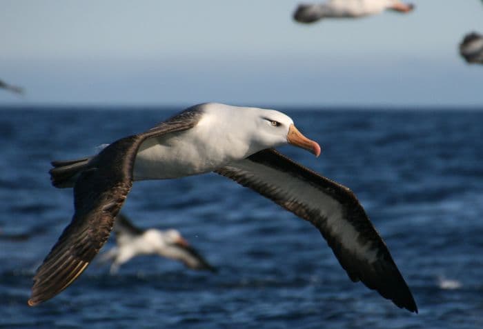 Campbell Island - Aurora Expeditions