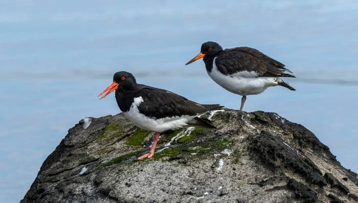 Albatros Expedition circumnavigating iceland