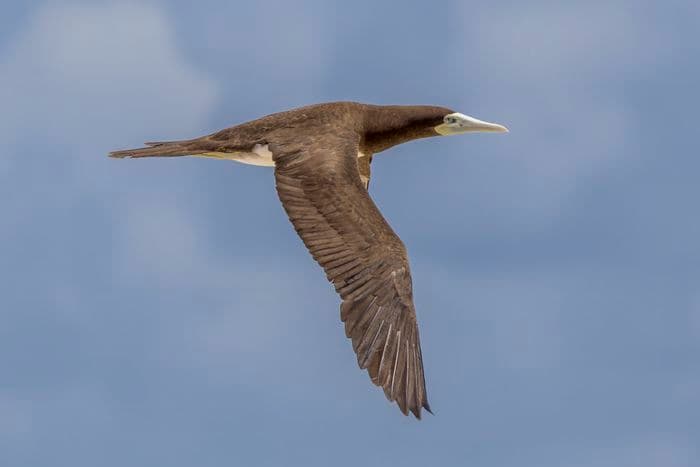 Brown Booby