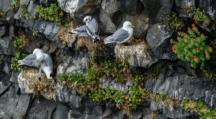 Albatros Expedition circumnavigating iceland