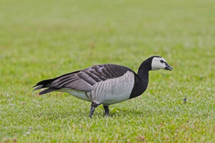 Barnacle goose
