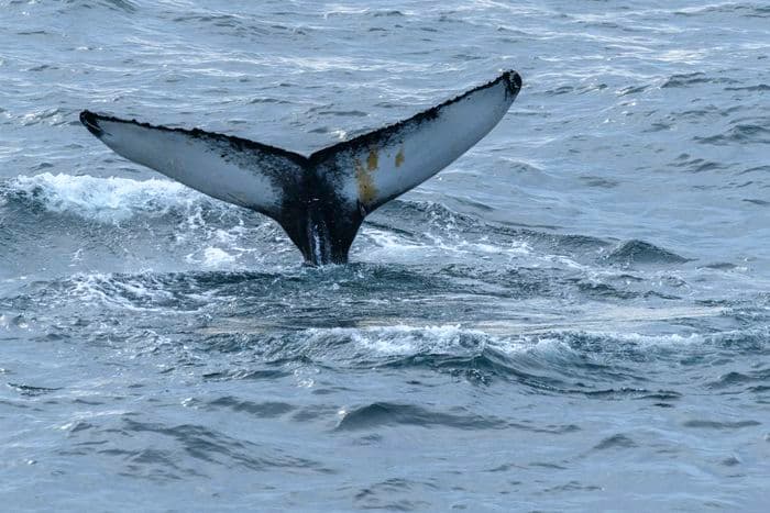 Albatros Expedition circumnavigating iceland