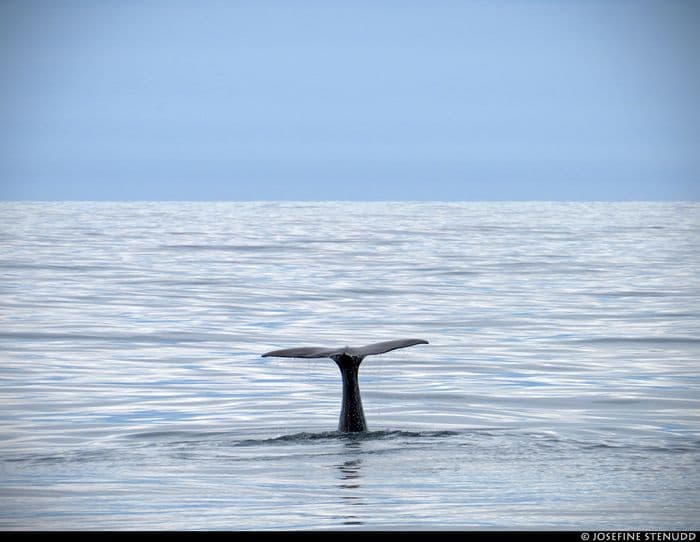 Tail fin of sperm whale