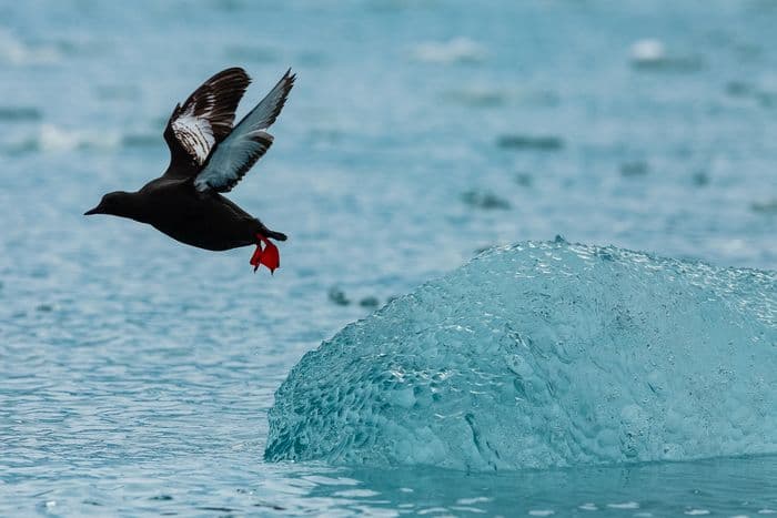 QuarkExpeditions_Spitsbergen Highlights