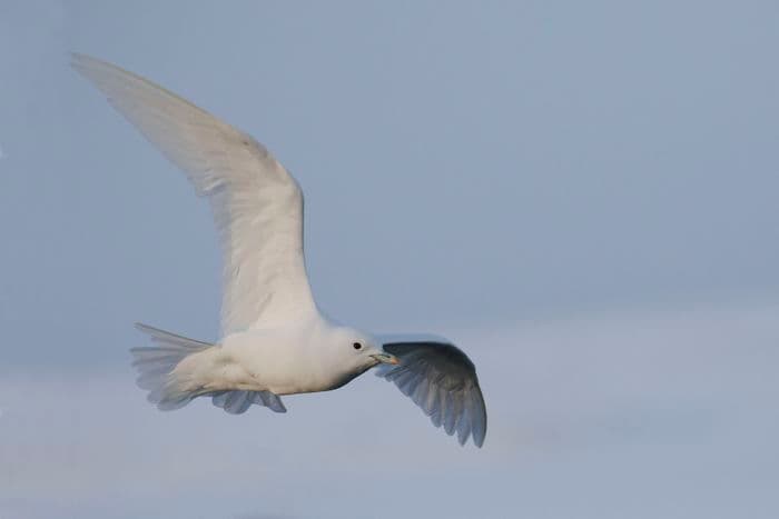 Ivory Gull, Wilczek Island, Franz Josef Land, Russia, August 2017