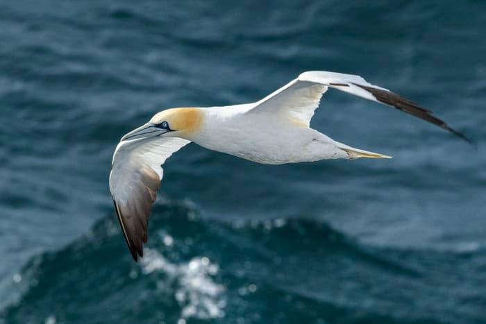 Albatros Expedition circumnavigating iceland