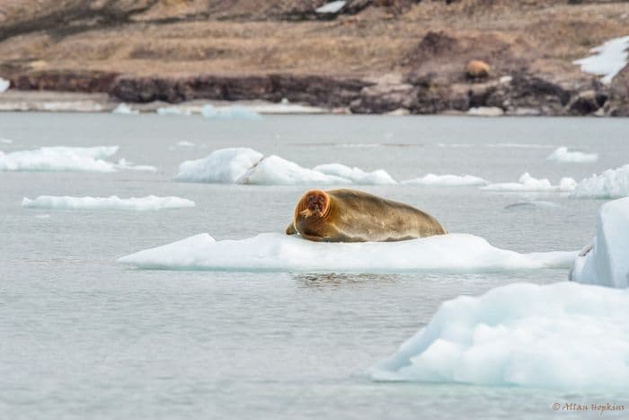 Bearded Seal (Erignathus barbatus)