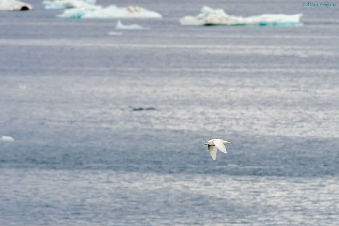Ivory Gull (Pagophila eburnea)
