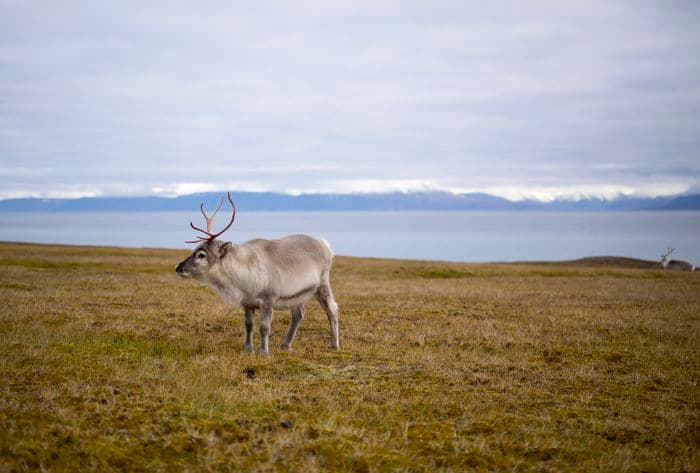 Reindeer Svalbard