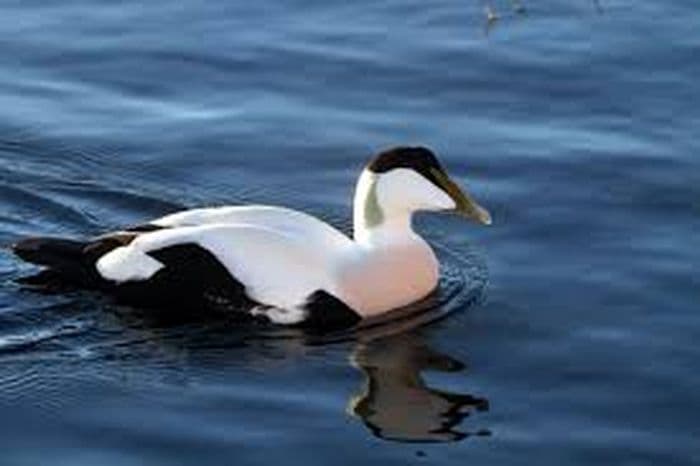 Common Eider