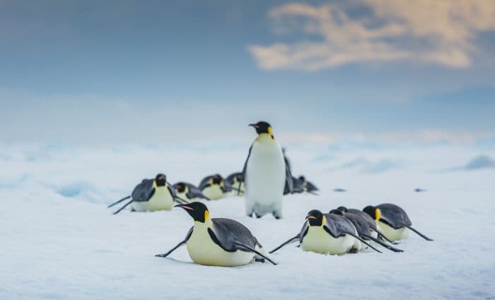 Emperor Penguin Quest Snow Hill