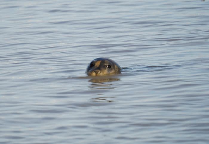 Kongsbreen og Tre Kroner