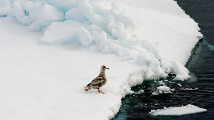 The Best routes for Birders in the Arctic and Antarctica