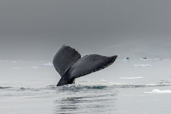 Polar Latitudes Antarctica