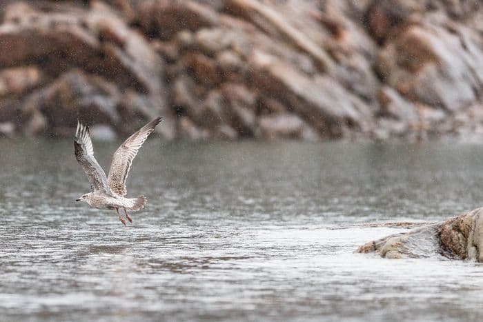 QuarkExpeditions_ Spitsbergen Photography: In Search of Polar Bears